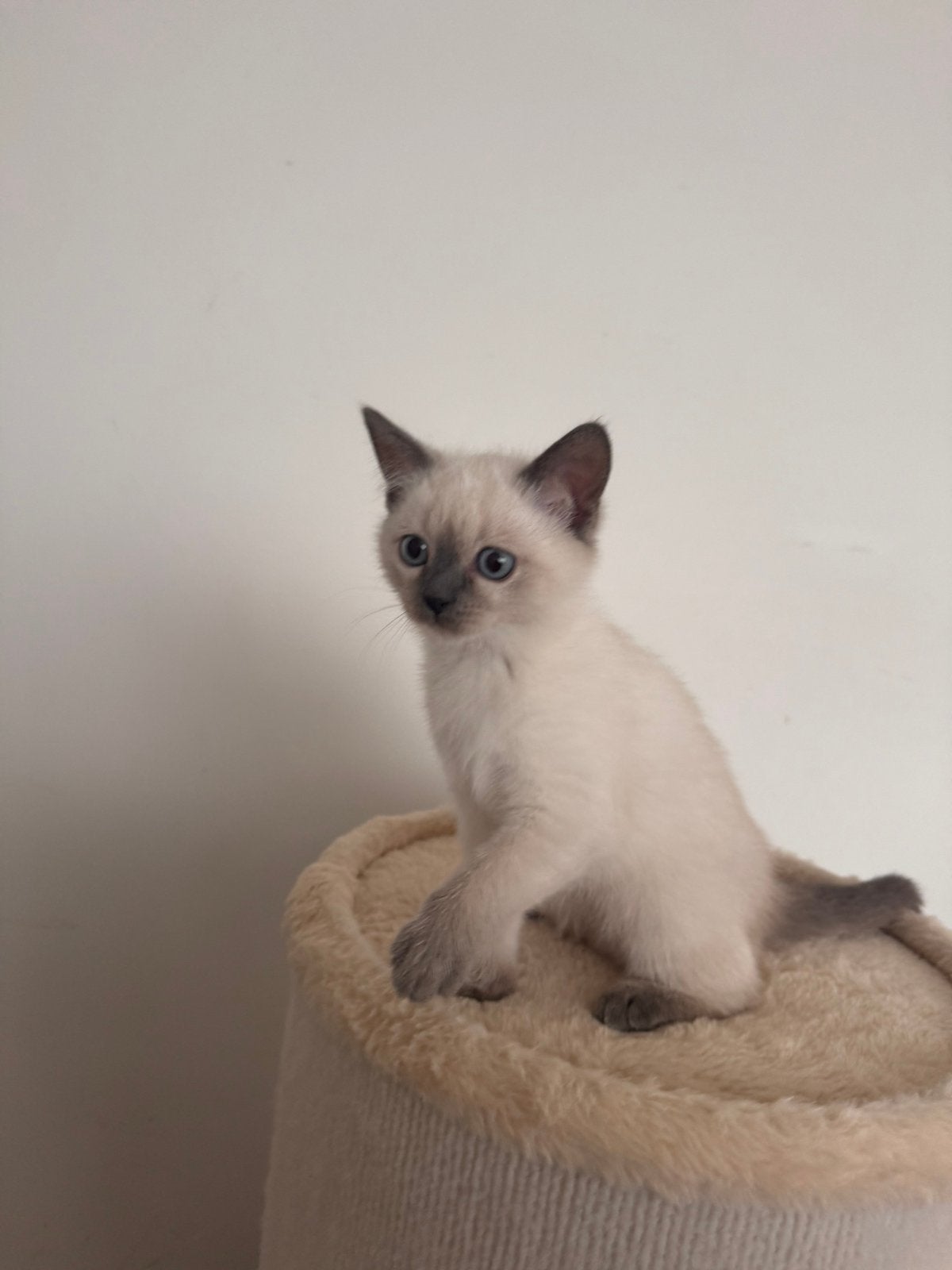 Prachtige kitten poes - Mix Britse Korthaar x Ragdoll, Poes, Ingeënt, 0 tot 2 jaar