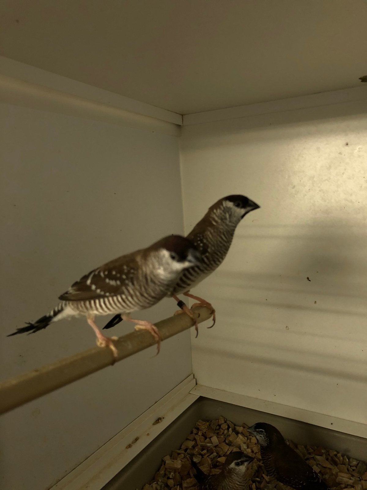 Ceresamadines, Dieren en Toebehoren, Vogels | Overige Vogels, Meerdere dieren