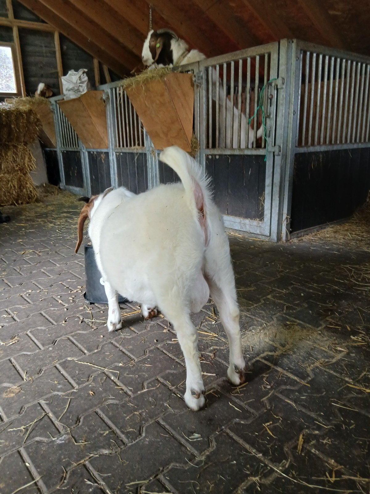 Beste boergeit bok, Mannelijk, Geit