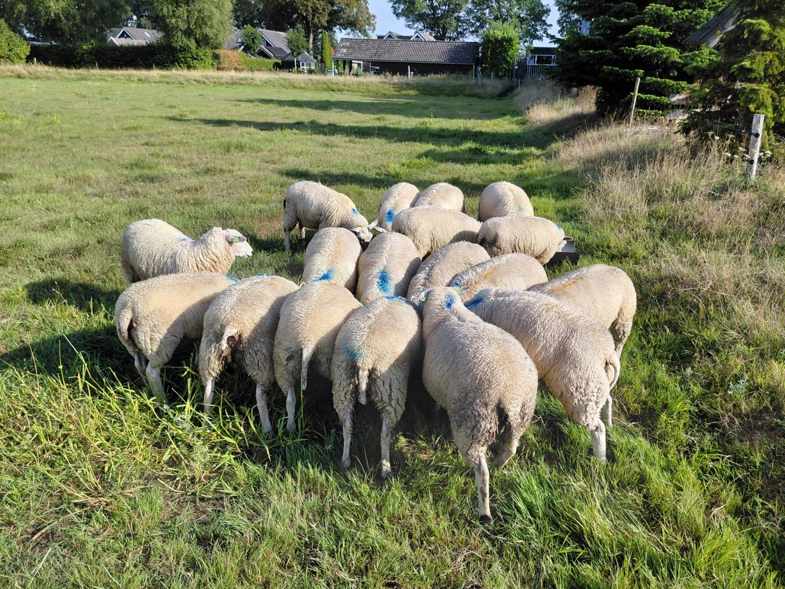 Ooilammeren te koop, Vrouwelijk, Schaap, 0 tot 2 jaar