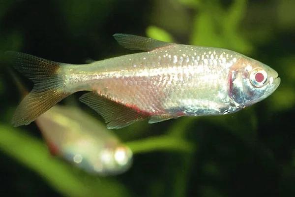Hemigrammus caudovittatus Albino, Dieren en Toebehoren, Vissen | Aquariumvissen, Vis, Zoetwatervis, Schoolvis