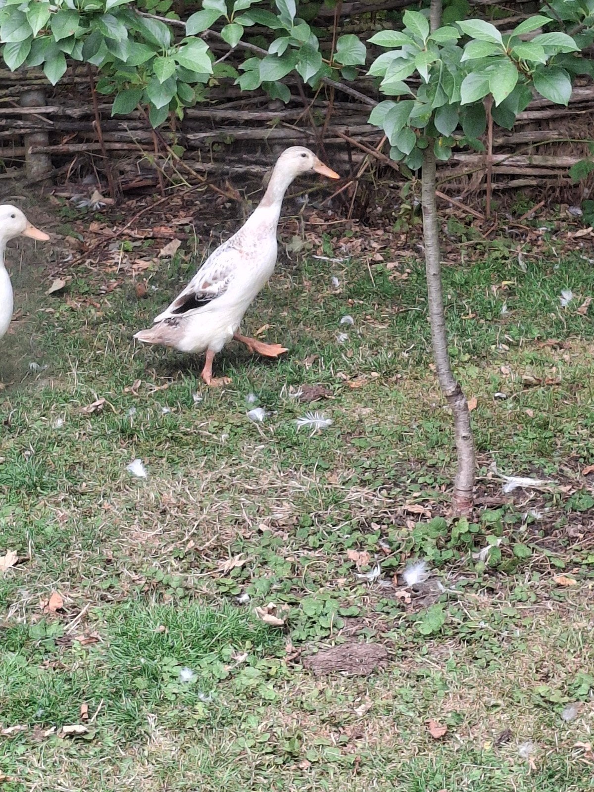 2 eenden, Dieren en Toebehoren, Pluimvee, Meerdere dieren, Eend