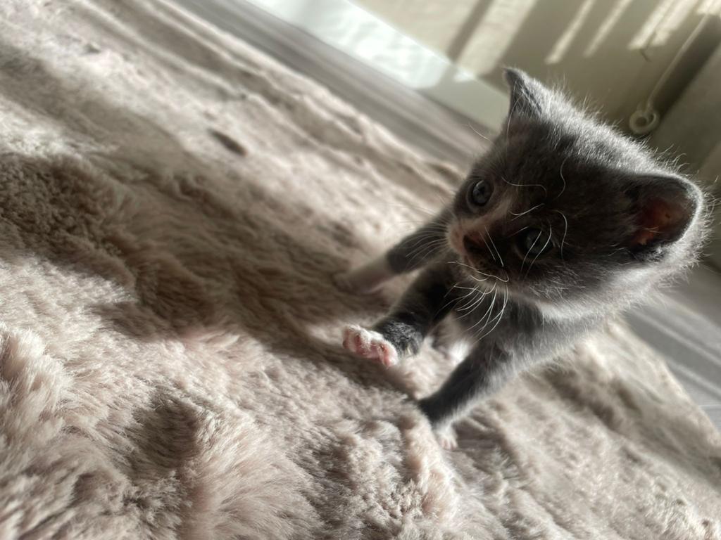 Kittens Britse/europese korthaar, Dieren en Toebehoren, Katten en Kittens | Raskatten | Korthaar, Meerdere dieren, Ontwormd, 0 tot 2 jaar
