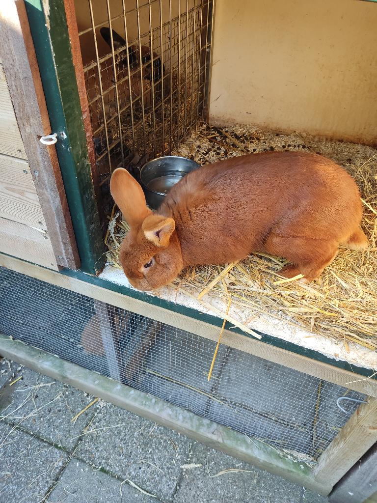 Rode Nieuw Zeelander ram, Mannelijk, Middelgroot, 0 tot 2 jaar