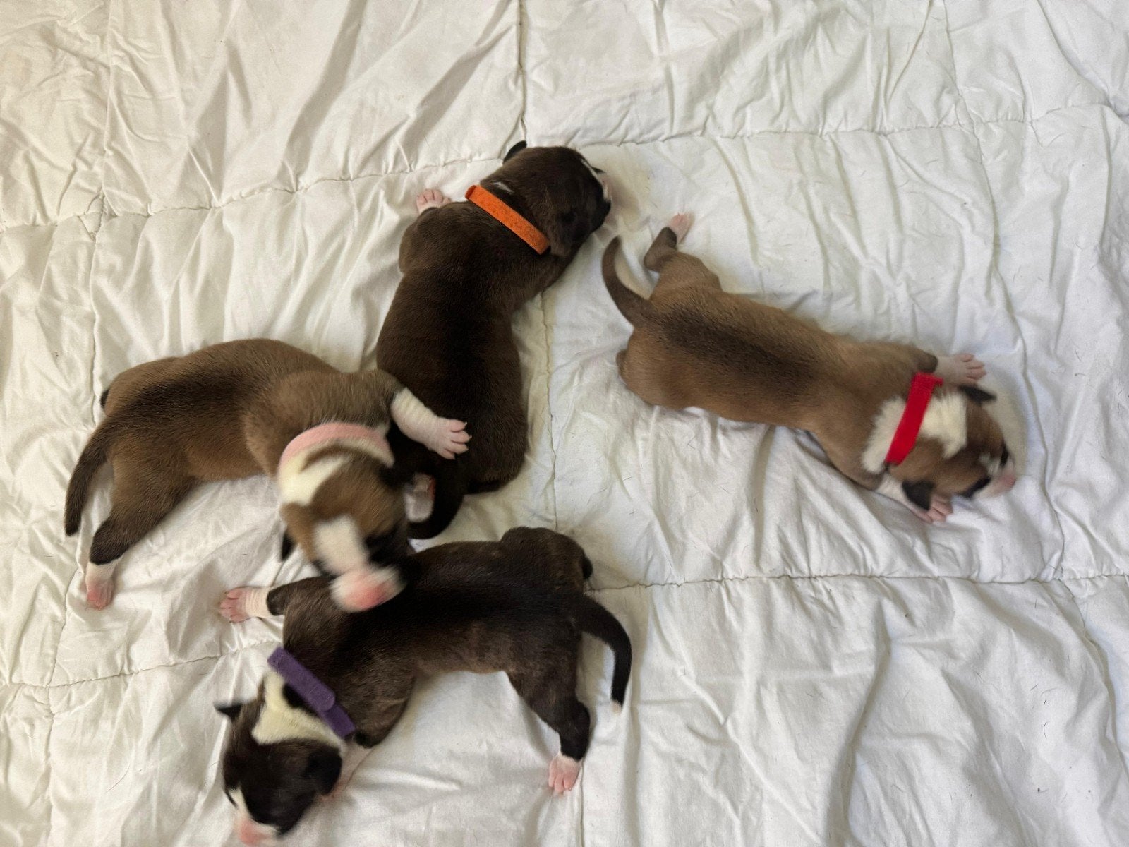 Stafford pups zoeken het perfecte gouden mandje., Dieren en Toebehoren, Honden | Jack Russells en Terriërs, 8 tot 15 weken, American Staffordshire Terriër