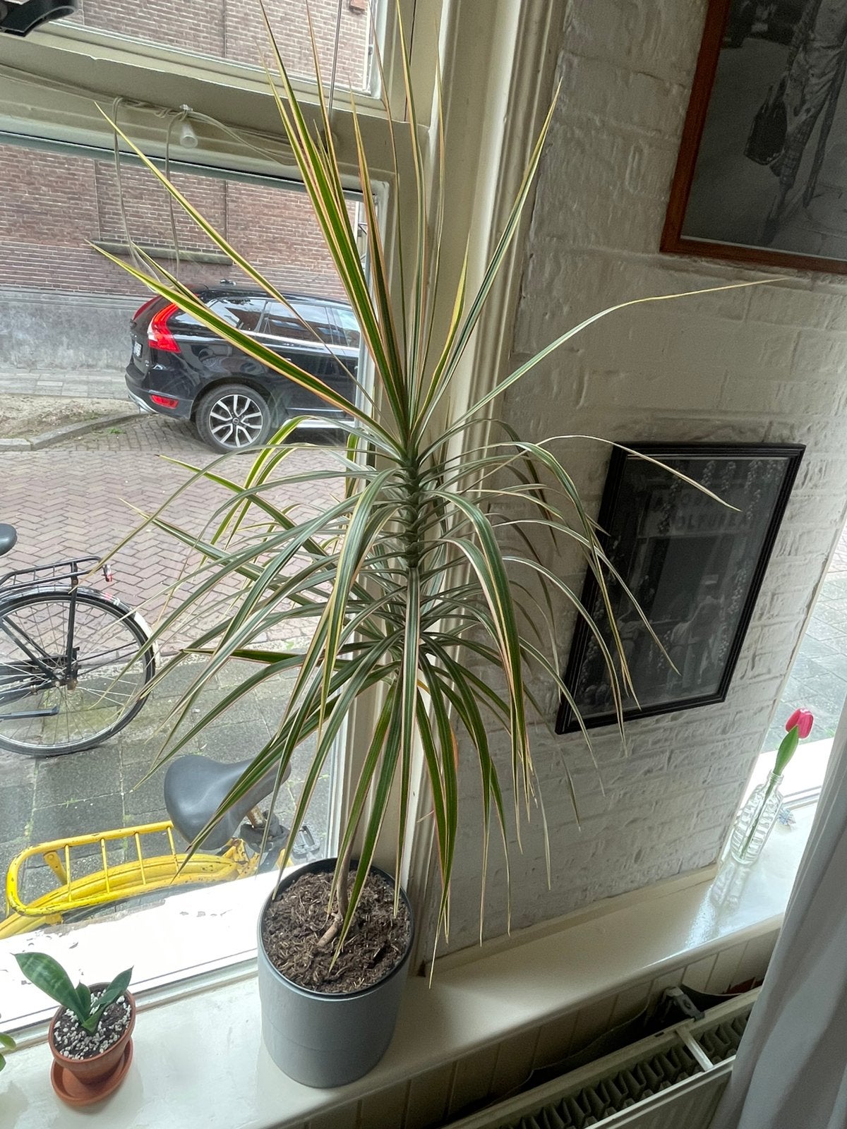 Dragon Tree Plant, Ophalen, 100 tot 150 cm, Halfschaduw, In pot