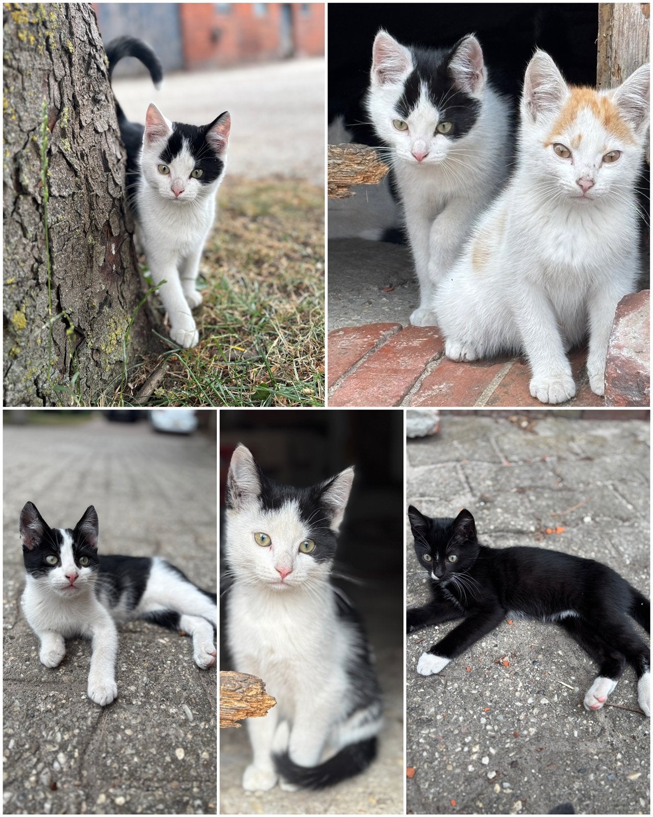 Kittens, Kater