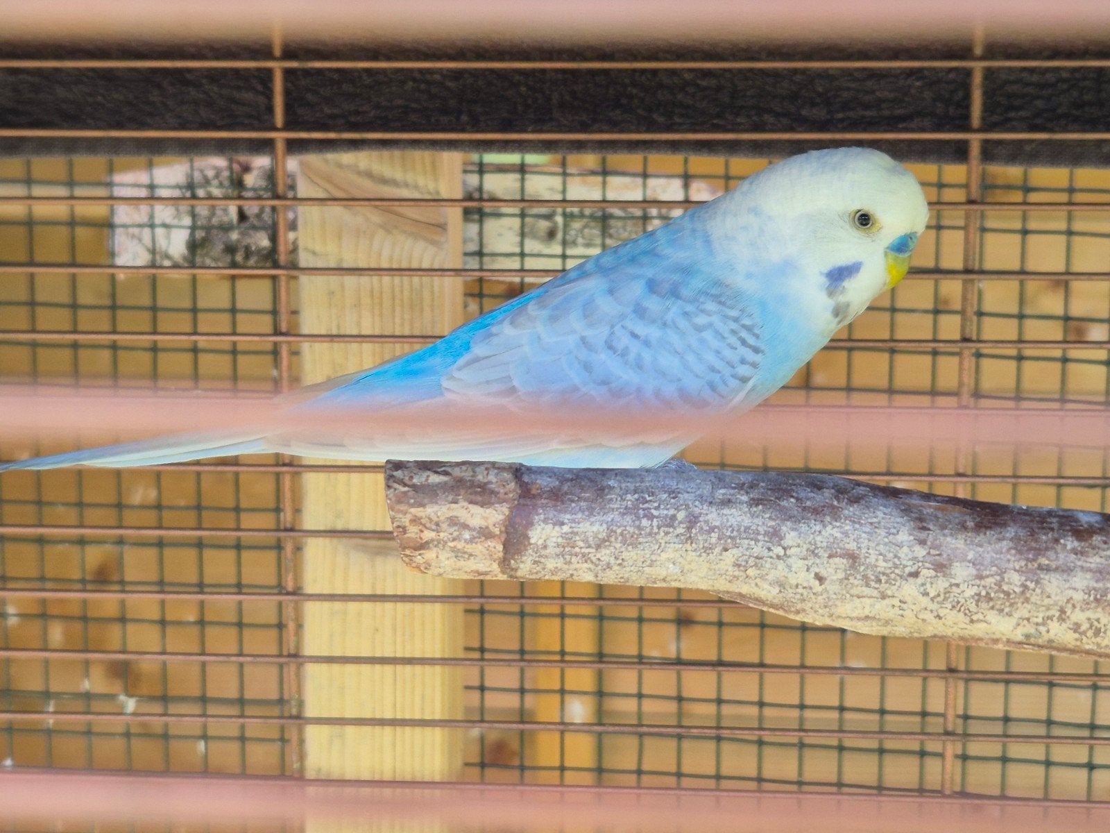 Grasparkiet man, Dieren en Toebehoren, Vogels | Parkieten en Papegaaien, Mannelijk, Parkiet