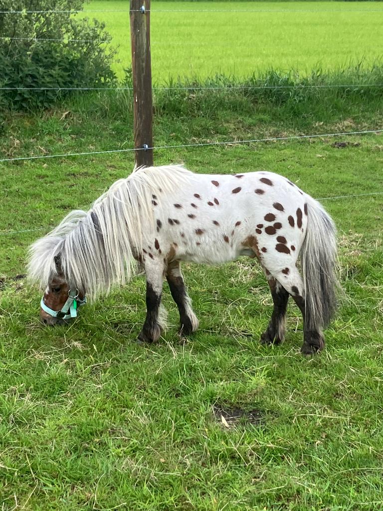 Hengstje ter dekking/te huur en stamboek merrie te koop, Meerdere dieren