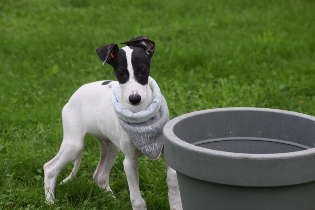 Whippet pups, Dieren en Toebehoren, Buitenland, Meerdere, Meerdere dieren, Whippet