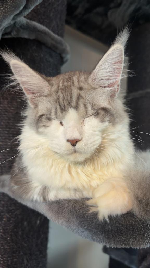 Uno - Black silver tabby white - Maine coon (katertje), Kater, Met stamboom, 0 tot 2 jaar