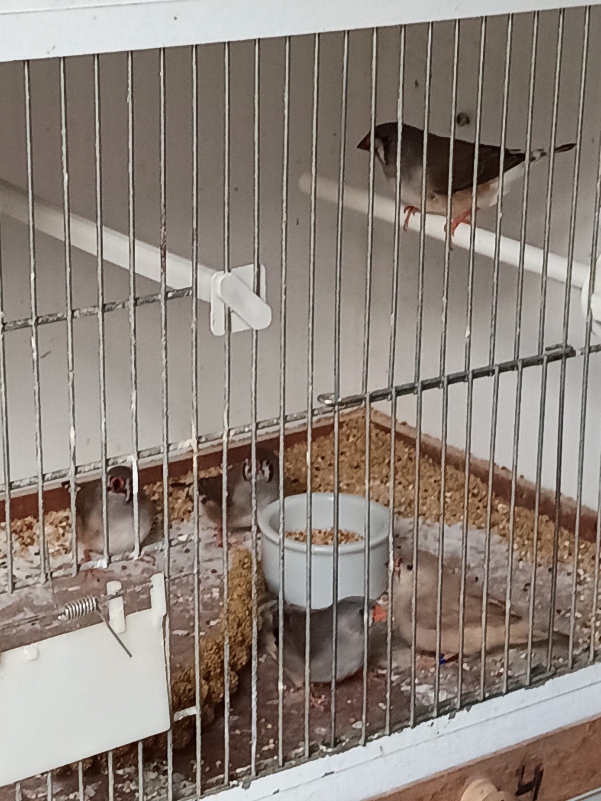 Jonge zebravinken poppen te koop, Dieren en Toebehoren, Vrouwelijk, Kleurkanarie