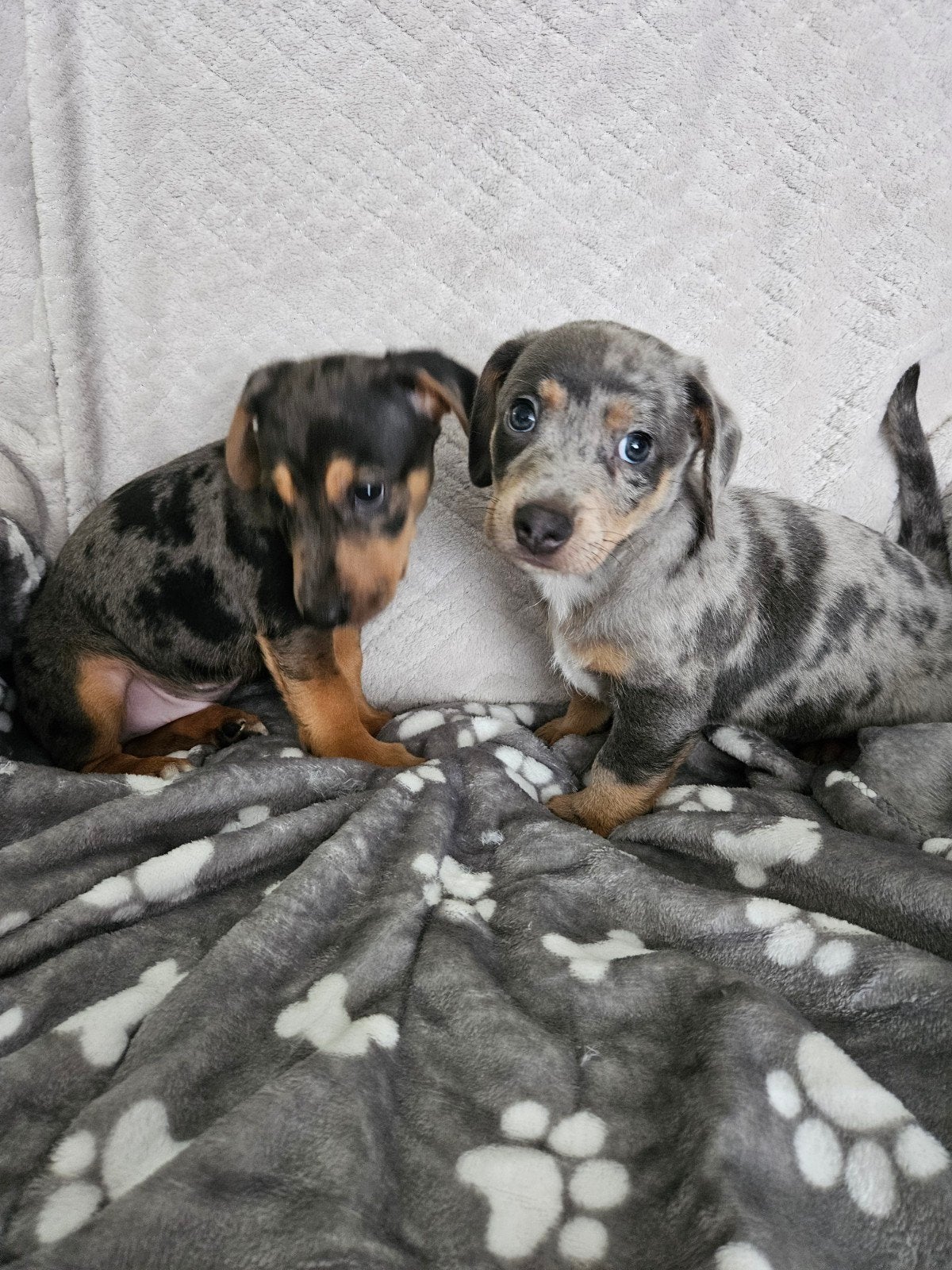 jackrussel puppies.( Merle.), Dieren en Toebehoren, Honden | Jack Russells en Terriërs, Reu, Jack Russell Terriër, Particulier