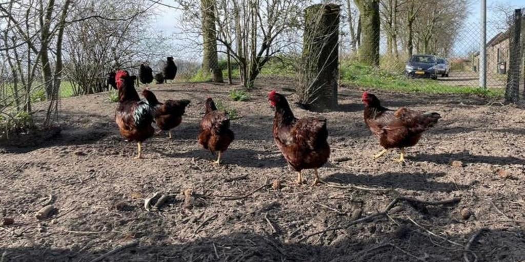 Rhode island red broedeieren, Dieren en Toebehoren, Pluimvee, Vrouwelijk, Kip