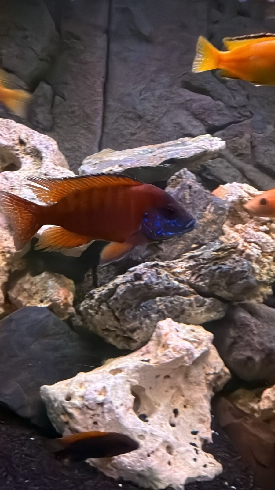 Aulonocara rubin red Malwai cichliden, Dieren en Toebehoren, Vis