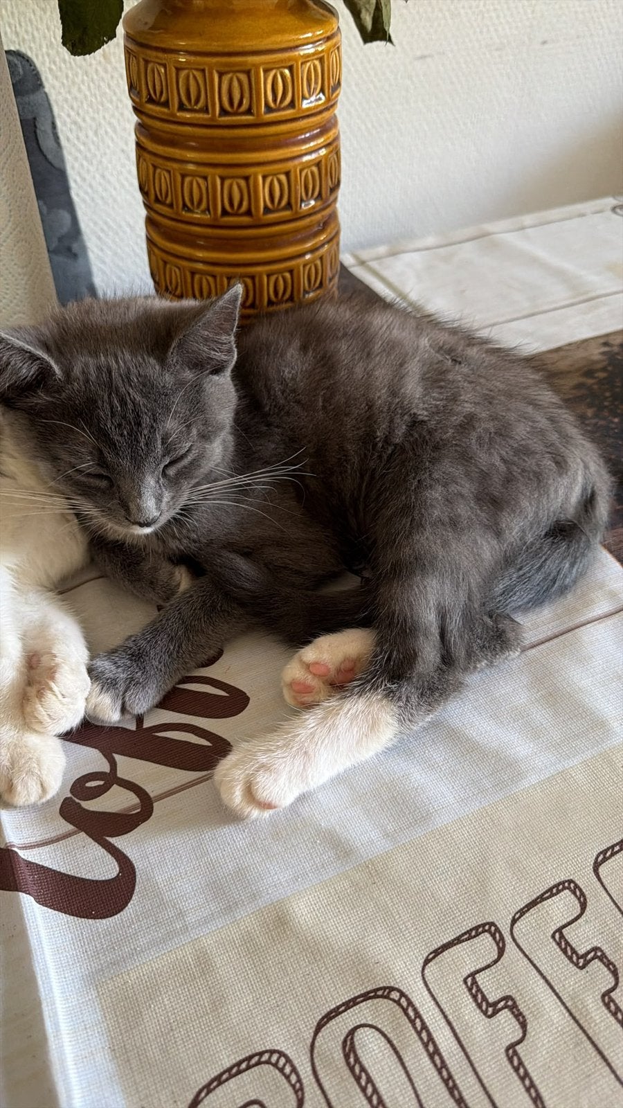 🐱 lieve en gezellige kit, Meerdere dieren, Kortharig, 0 tot 2 jaar