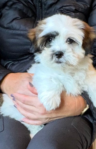 Lieve boomer pup, Dieren en Toebehoren, Nederland, 8 tot 15 weken, CDV (hondenziekte), Eén hond
