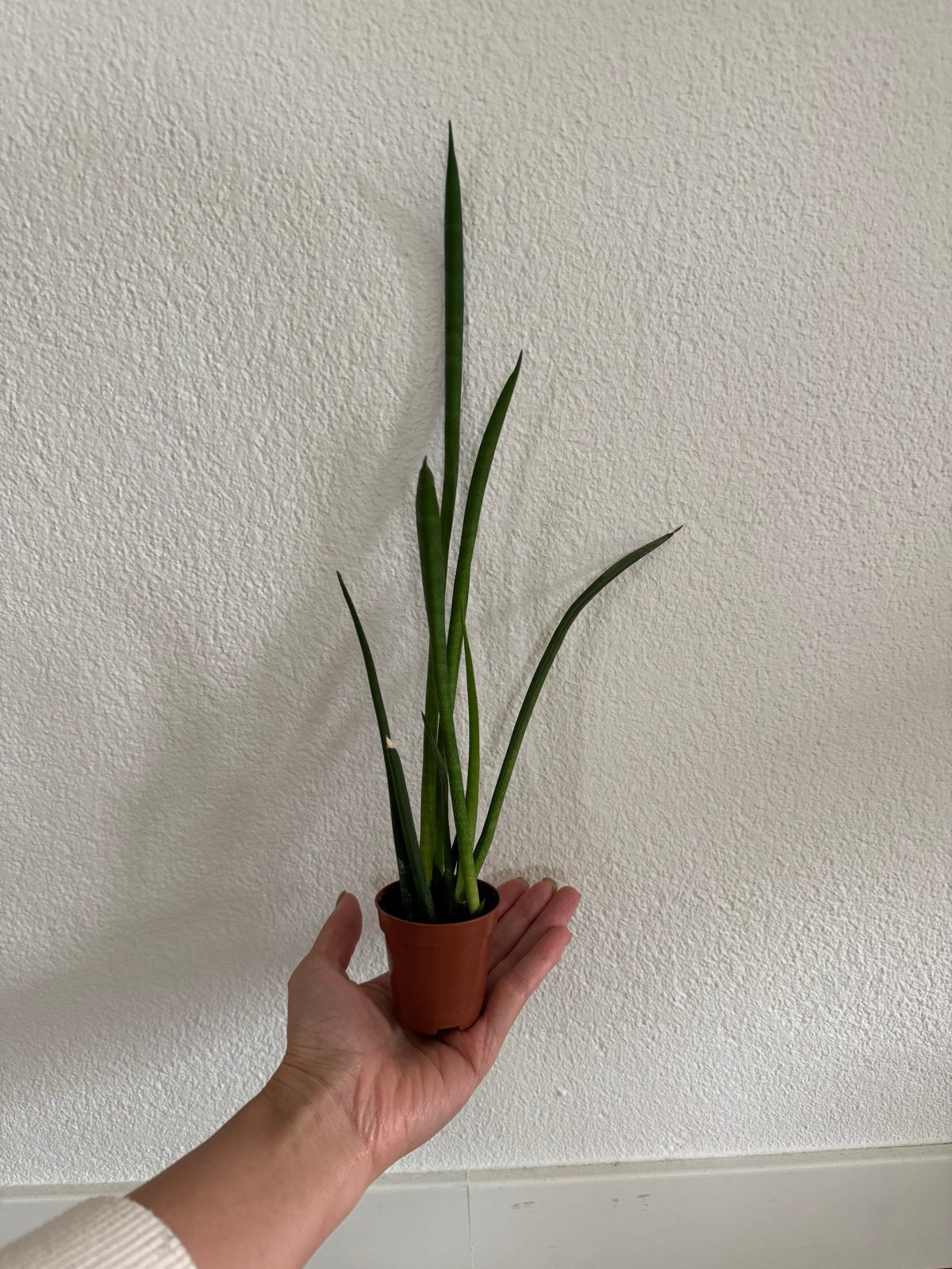 Vrouwentong (Sansevieria bacularis 'Mikado'), Ophalen of Verzenden, Bloeit niet, Halfschaduw, Groenteplanten