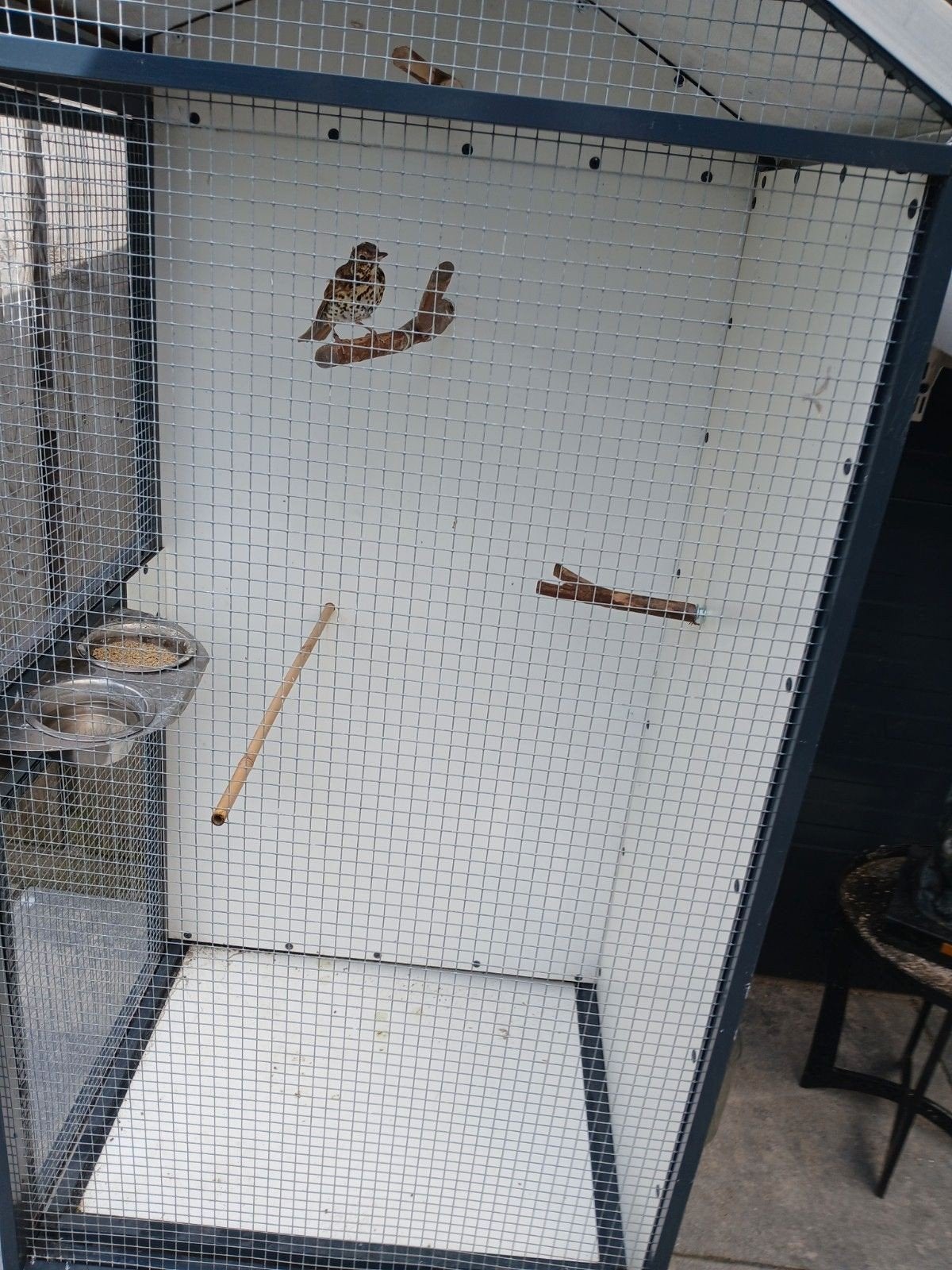 Te koop, Dieren en Toebehoren, Vogels | Overige Vogels, Mannelijk