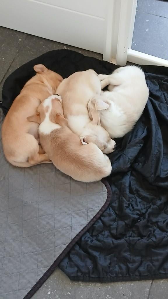chihuahua pups, België, Fokker | Hobbymatig, 8 tot 15 weken, Meerdere