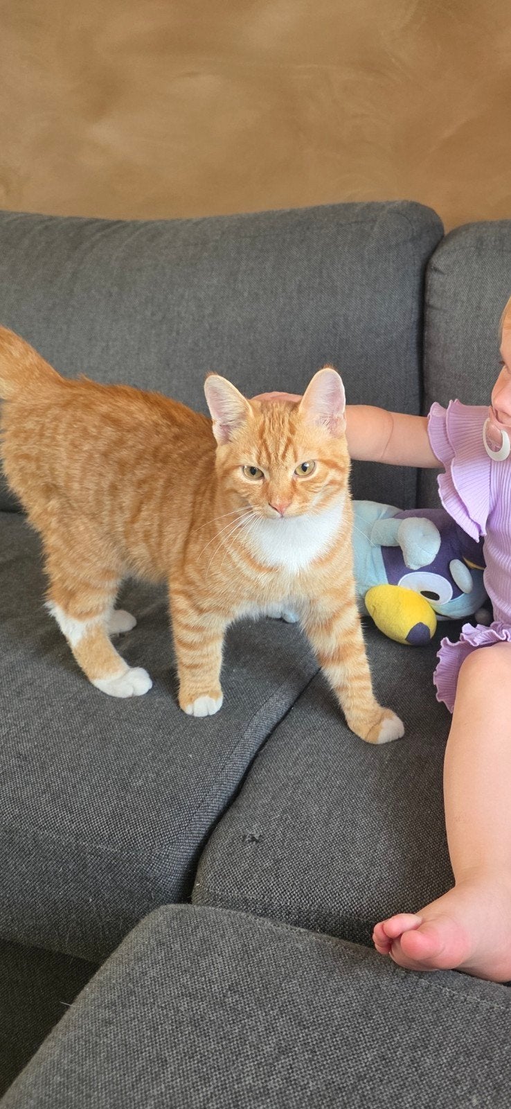 Rode kater, 6 mnd, Kater, 0 tot 2 jaar