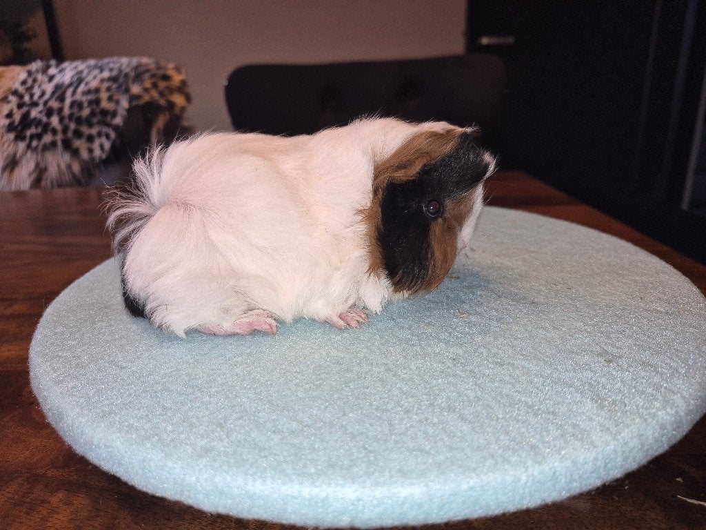 Cavia baby peruviaan zeugje zachte langhaar ❤️, Dieren en Toebehoren, Cavia, Vrouwelijk, Tam, September