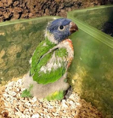 Tamme jonge Lori van de blauwe bergen, Dieren en Toebehoren, Vogels | Parkieten en Papegaaien, Geslacht onbekend, Papegaai, Geringd