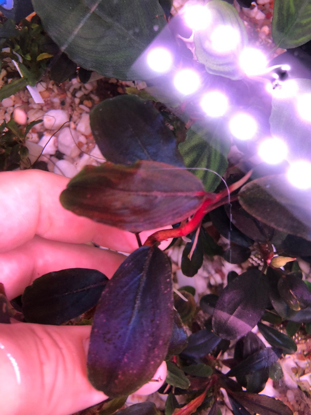 Bucephalandra Red Serenade, Ophalen of Verzenden, Nieuw, Plant(en), Steen of Hout