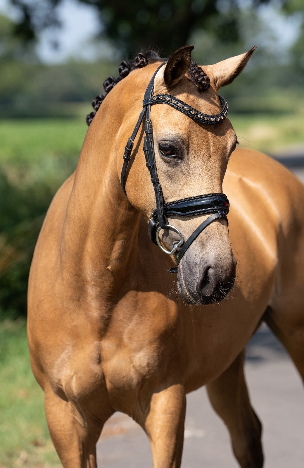 Bloedmooie valk pony te koop, Dieren en Toebehoren, Paarden, Merrie, Minder dan 160 cm, Dressuurpaard, 7 tot 10 jaar