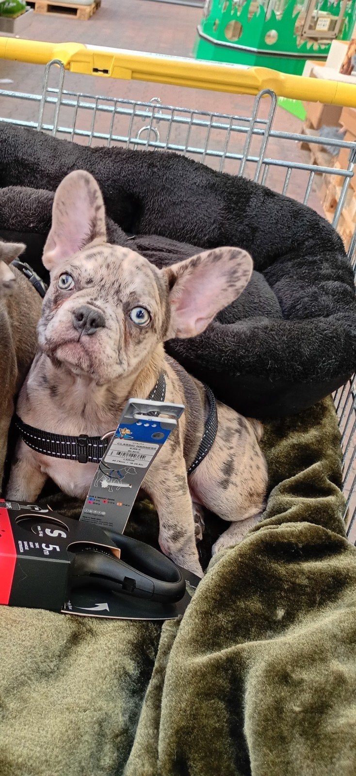 Franse bulldog teefje, Ophalen, Zo goed als nieuw