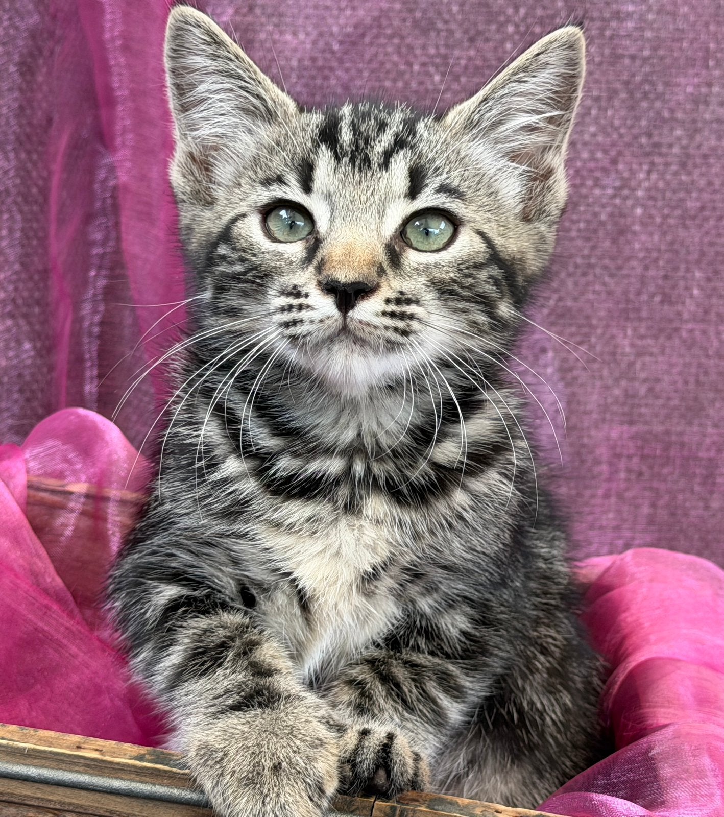 Snow Bengaal/ Ragdoll kittens. In prijs verlaagd, Poes, Gechipt