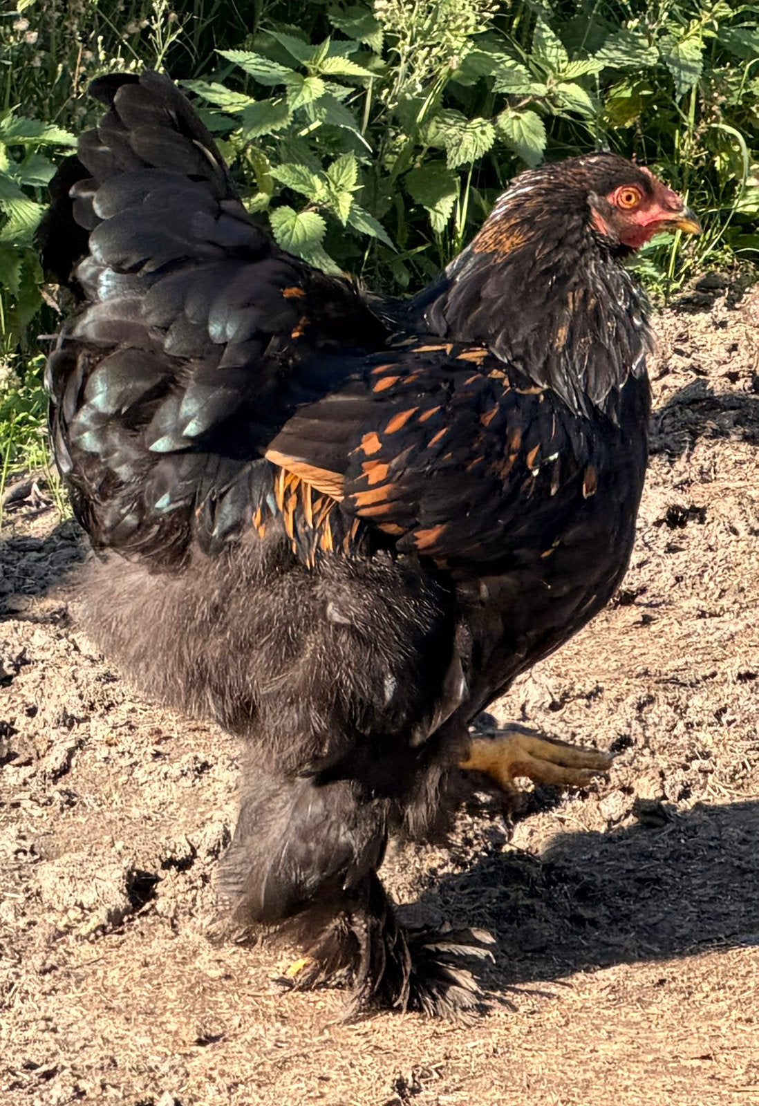 Brahma haan, Mannelijk, Kip