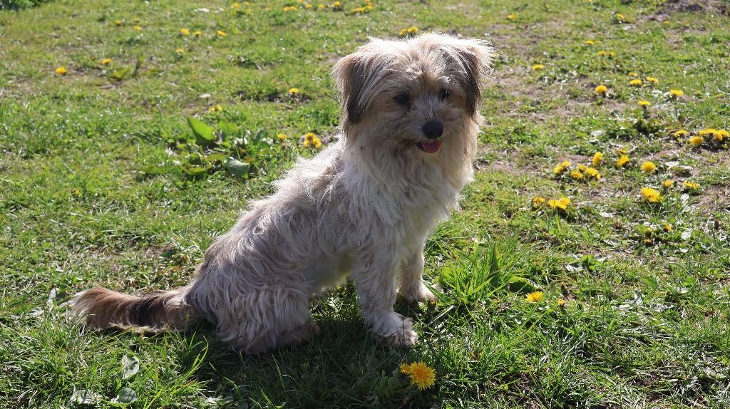 leuk boomer teefje, Dieren en Toebehoren, Parvo, Nederland, Overige rassen, 1 tot 2 jaar