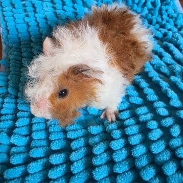 twee roodbonte lunkarya zeugjes,, Dieren en Toebehoren, Cavia, Vrouwelijk, Mei, Tam