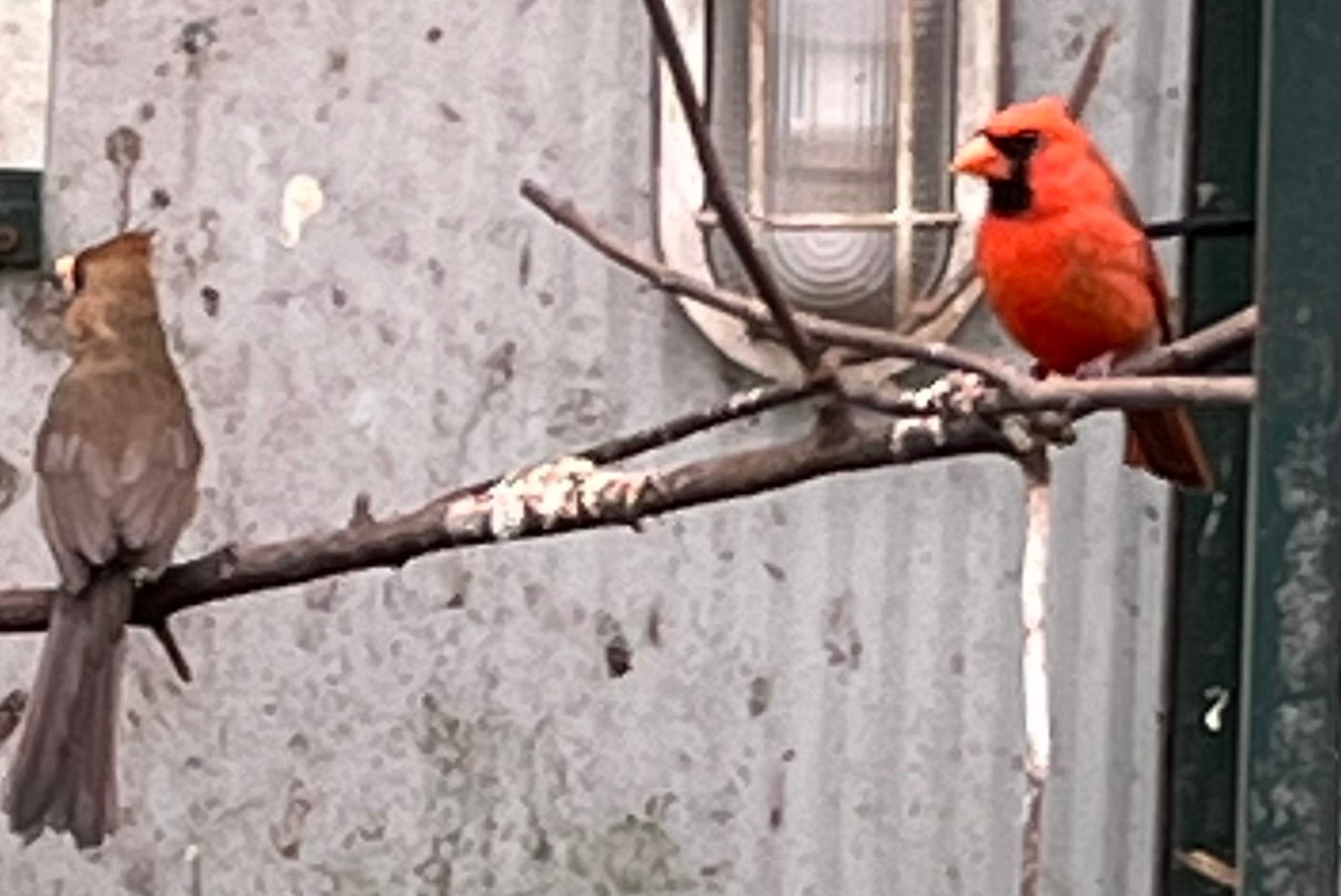 Rode kardinalen te koop koppels bewezen en jinge vogels, Dieren en Toebehoren, Vogels | Overige Vogels, Meerdere dieren, Geringd