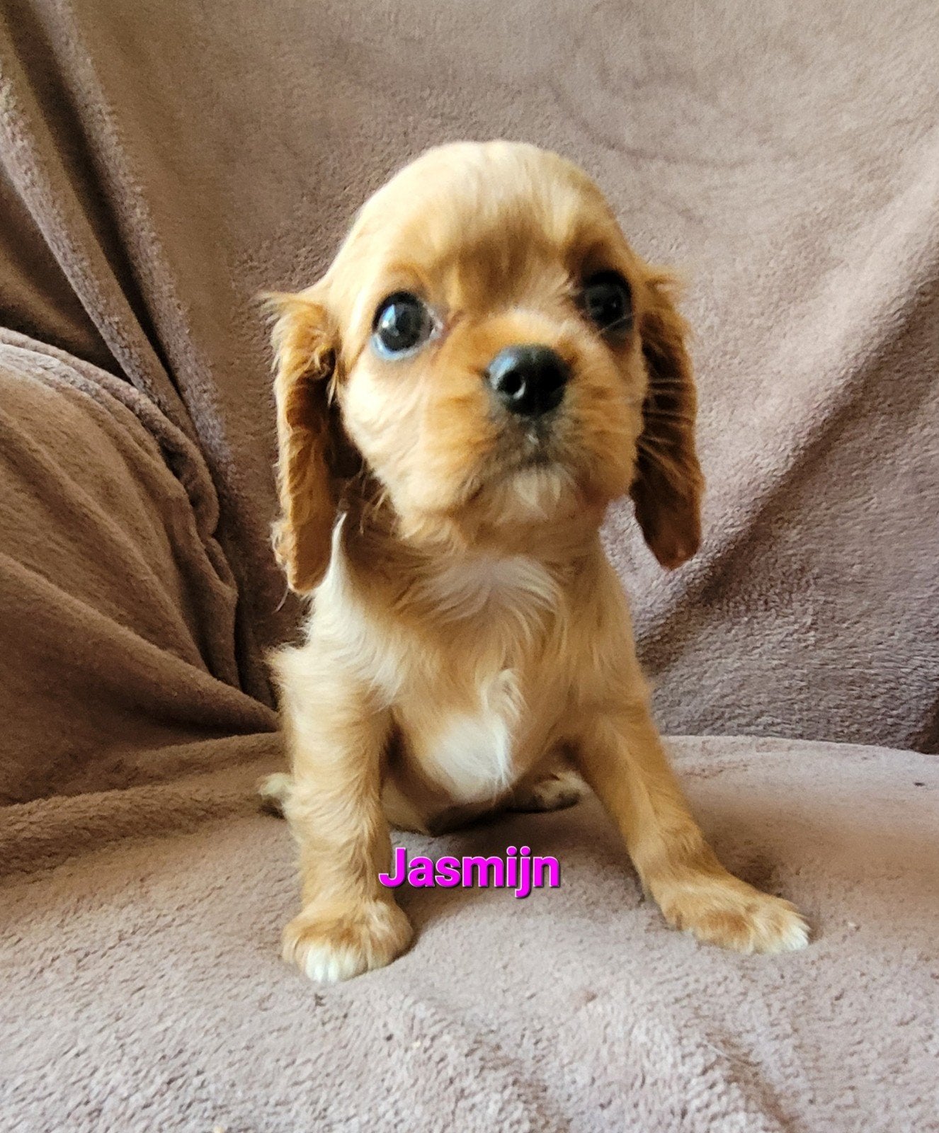 Entlebucher Sennenhond pup/  Cavalier King Charles Spaniel, Parvo, Reu, 8 tot 15 weken, Eén hond