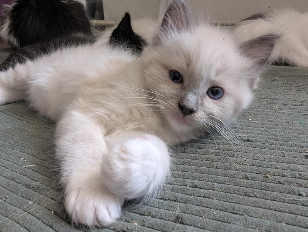 Super lieve ragdoll kittens, Meerdere dieren, Gechipt, 0 tot 2 jaar