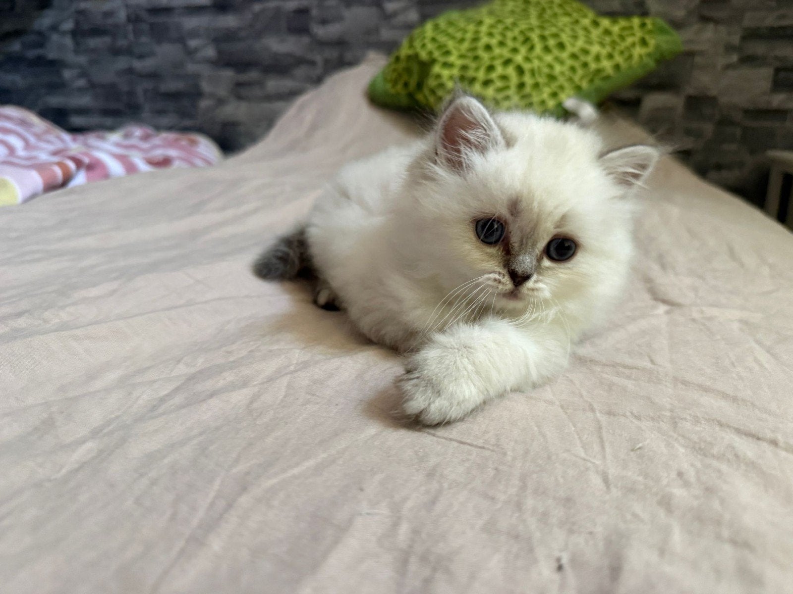 Brits Langhaar  met Stamboom, Dieren en Toebehoren, Katten en Kittens | Raskatten | Langhaar, Meerdere dieren, Met stamboom, 0 tot 2 jaar