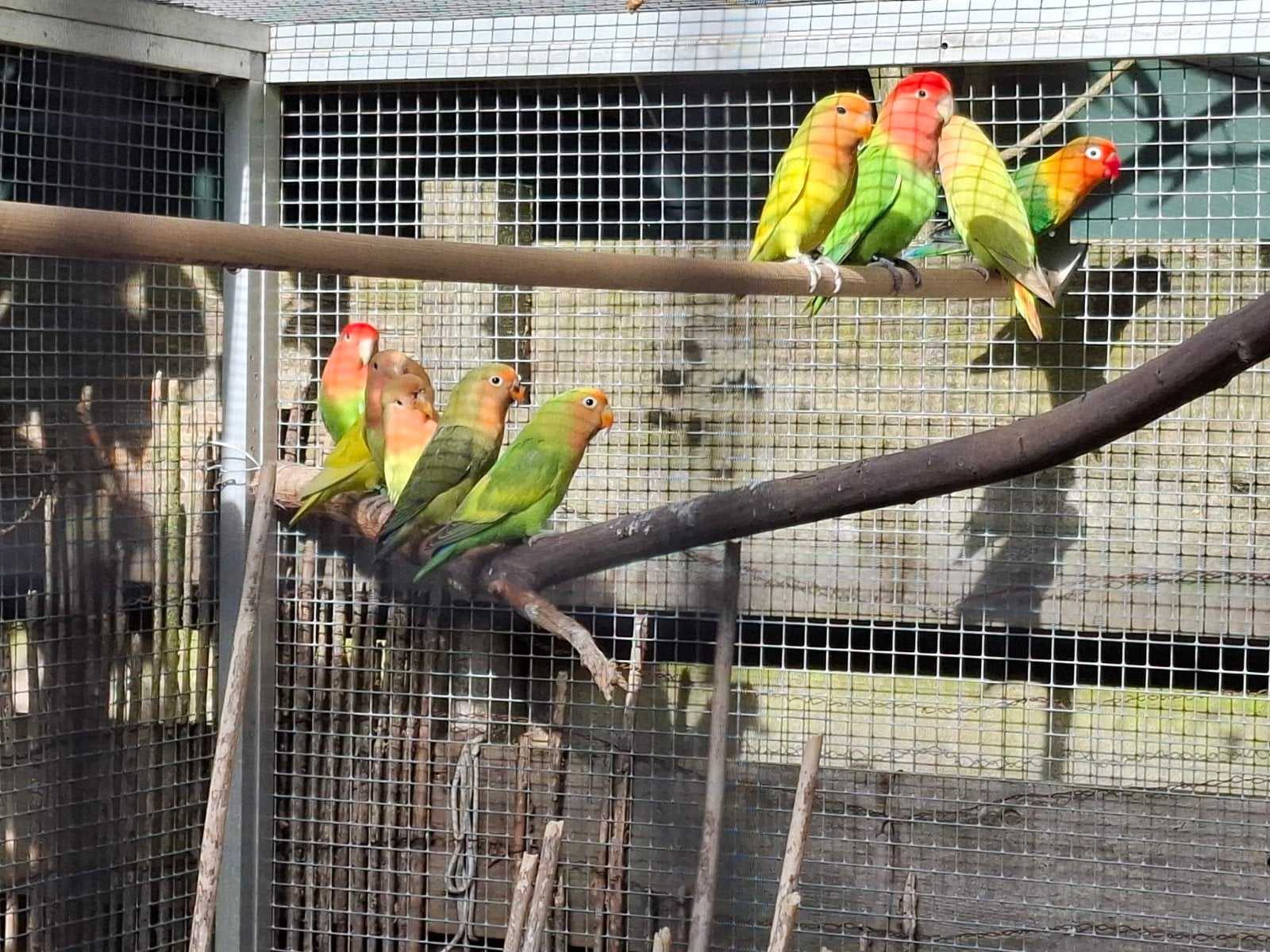 jonge agaponissen, Dieren en Toebehoren, Geslacht onbekend, Dwergpapegaai of Agapornis, Geringd