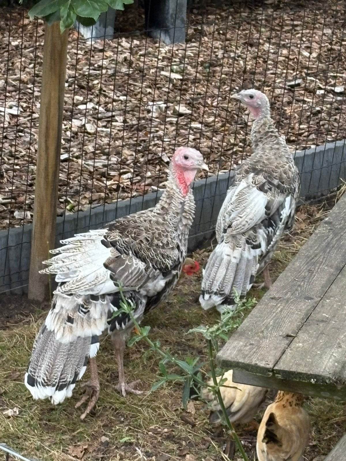 Jonge kalkoenen, Dieren en Toebehoren, Pluimvee, Meerdere dieren, Kalkoen