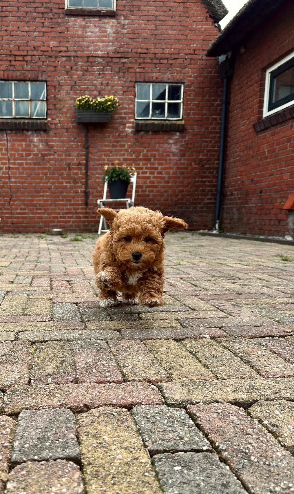 Prachtige mini doodle pup reu — maak kennis met Brammetje, Parvo, 8 tot 15 weken, Eén hond, Nederland