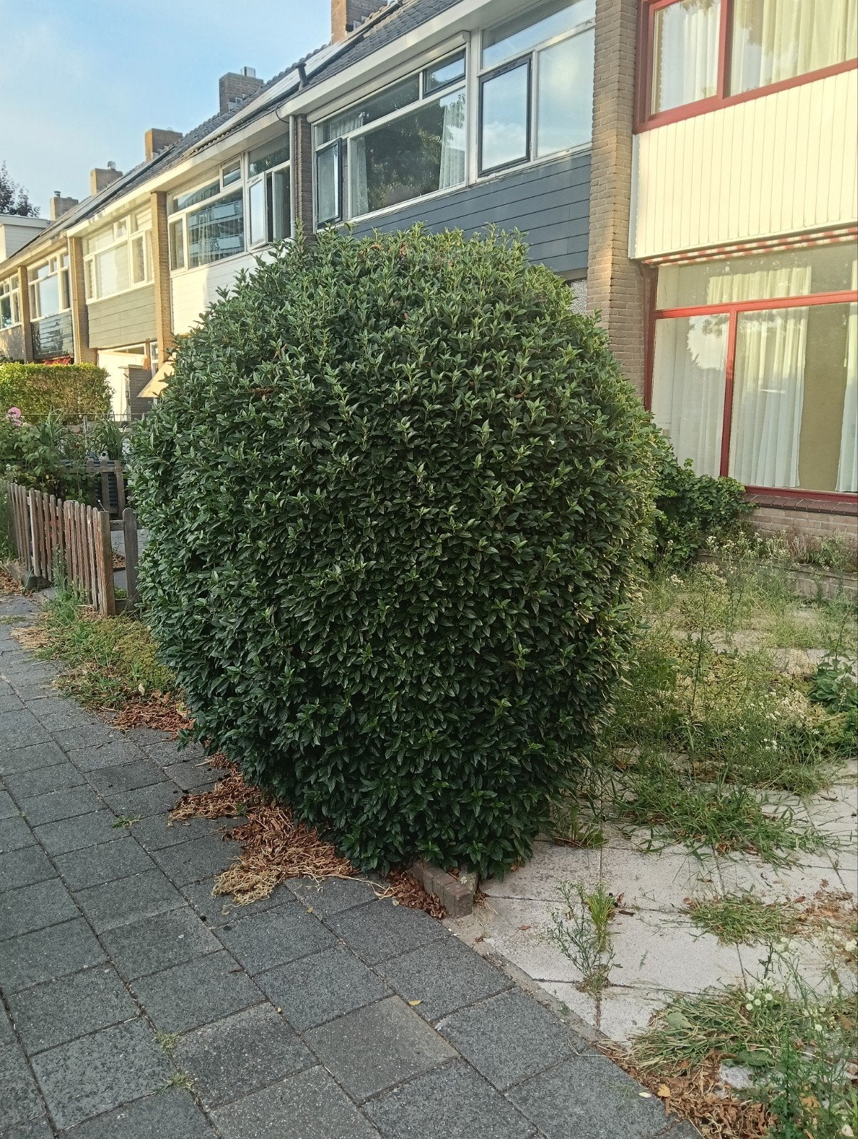 Gratis: Twee mooie struiken voor uw tuin, Tuin en Terras, Planten | Tuinplanten, Vaste plant, Bloeit niet, Halfschaduw, Ophalen