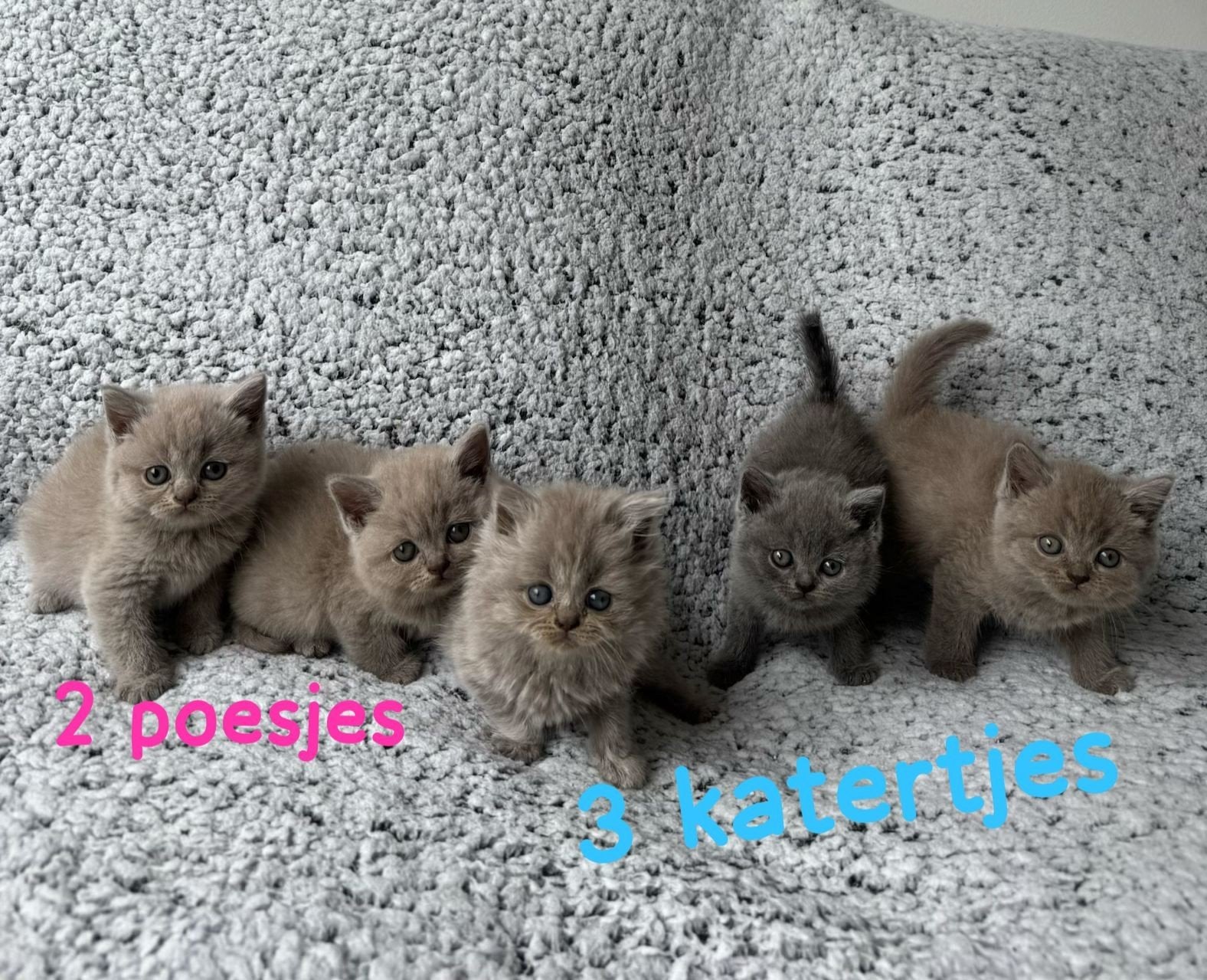 Britse korthaar kittens Raszuiver Lilac, Meerdere dieren, Ontwormd