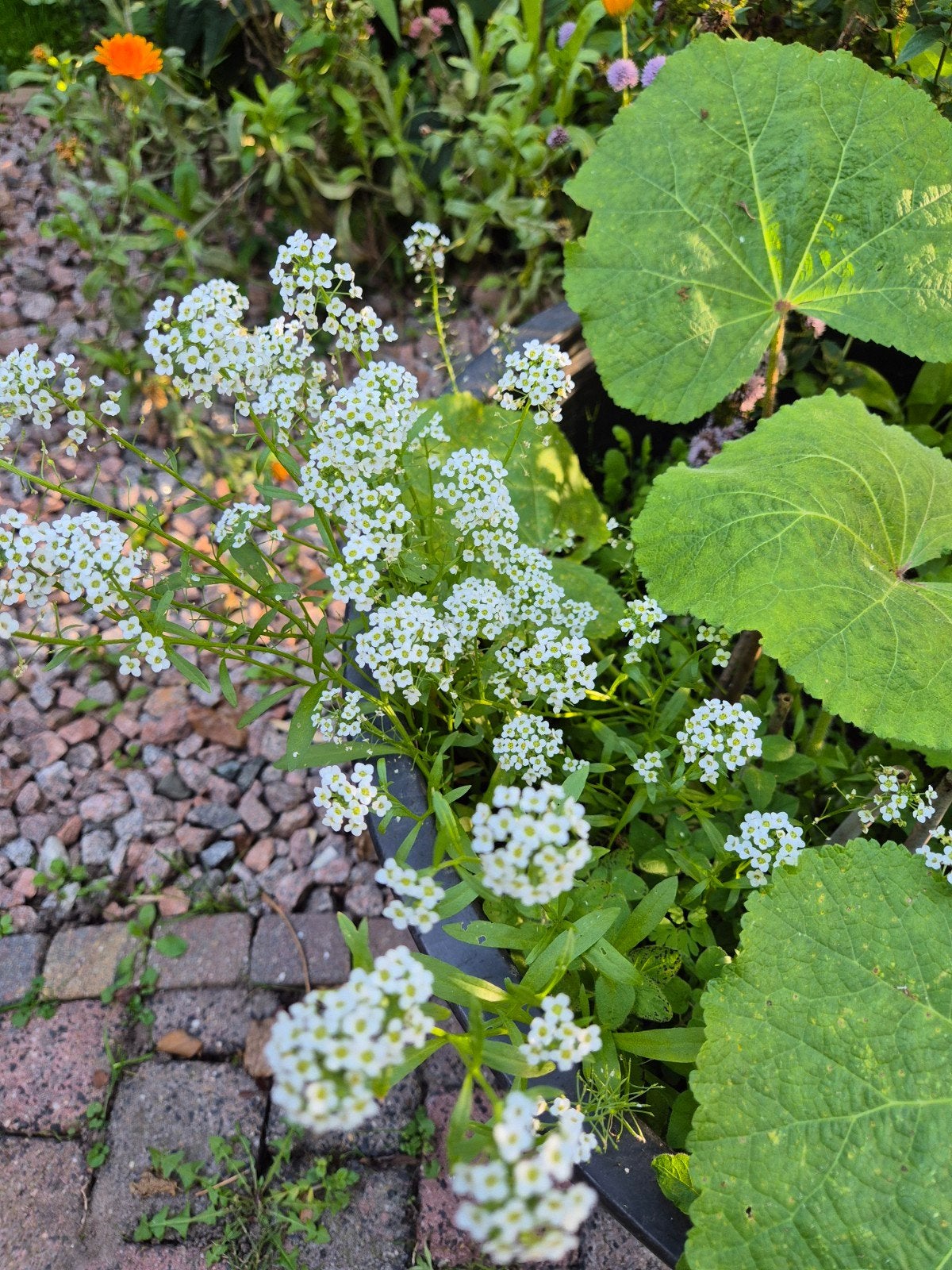 Sneeuwkleed Zaden - Alyssum Maritimum, Ophalen of Verzenden, Voorjaar, Volle zon, Zaad