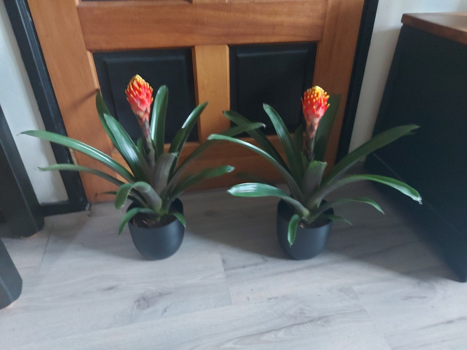 Echte planten, Ophalen of Verzenden, Overige soorten, Volle zon