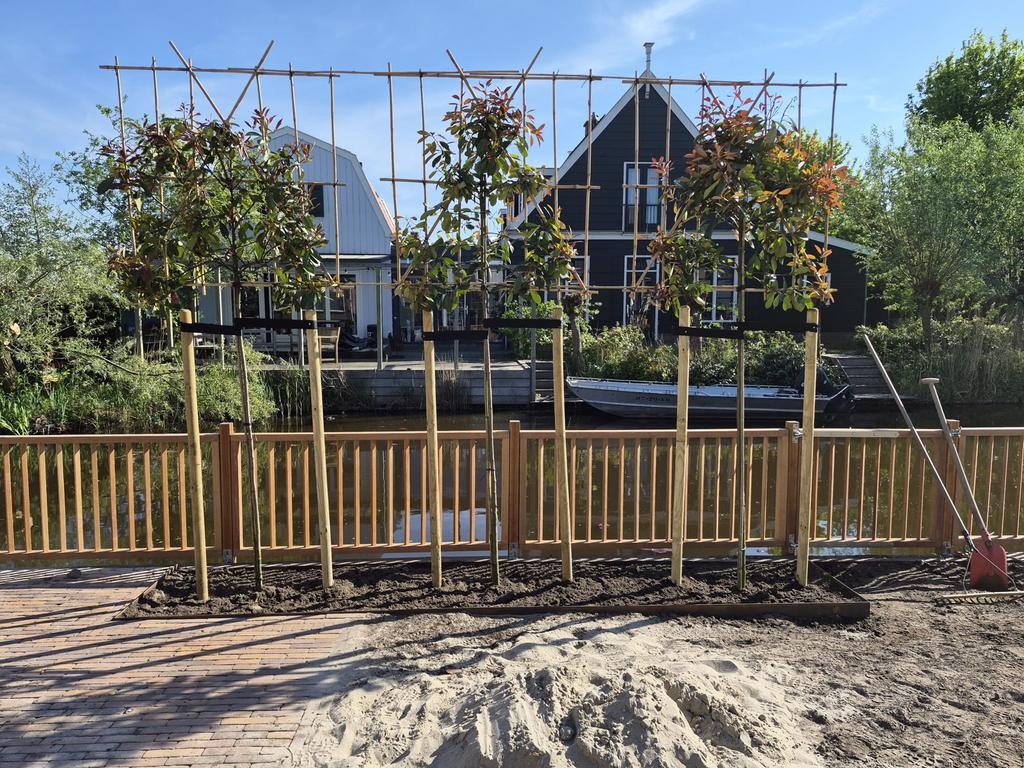 Leibomen ACTIE! Lei Glansmispel - Photinia fraseri Red Robin, Ophalen of Verzenden, Volle zon, Overige soorten