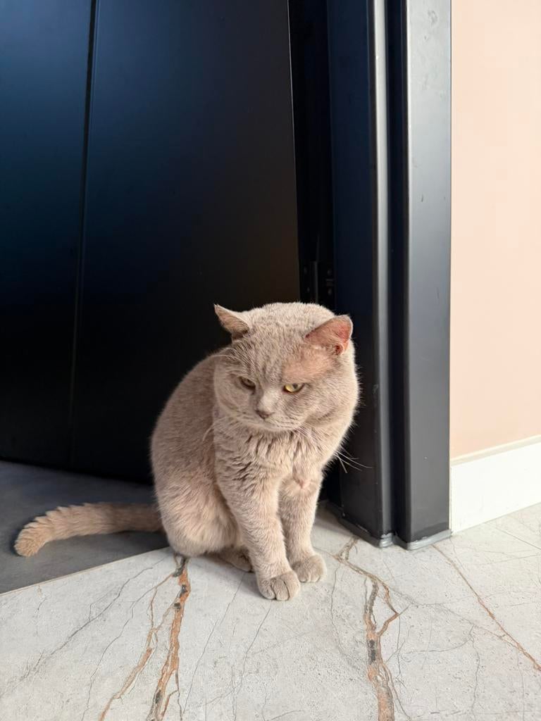 British korthaar, Dieren en Toebehoren, Kater, Gechipt, 0 tot 2 jaar