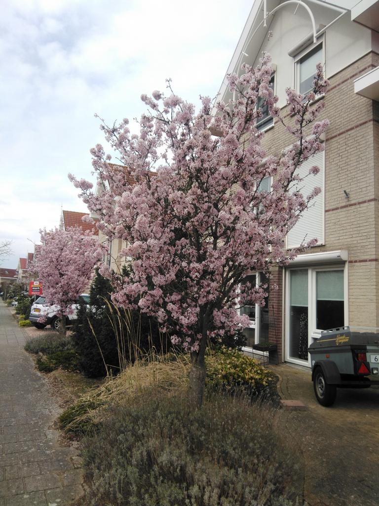 Bloeiende Sierkers (Prunus serrulata) - Roze Bloesem, Volle zon, Vaste plant, Lente, Ophalen
