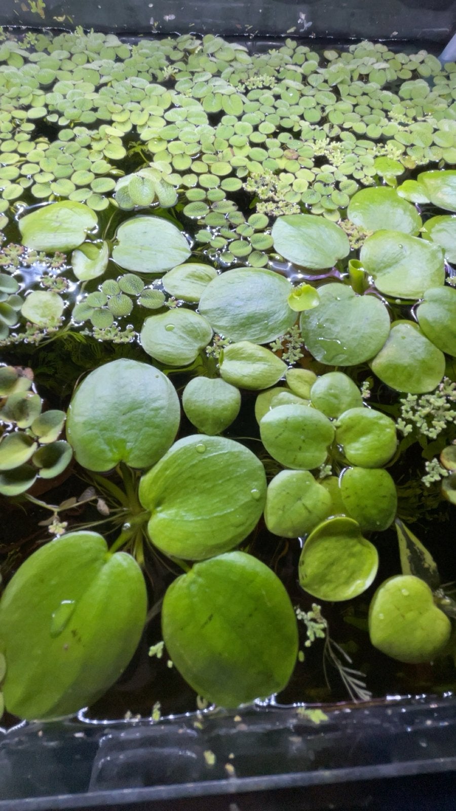 Amazone kikkerbeet, Ophalen, Inclusief planten, Zo goed als nieuw, Plant(en), Steen of Hout