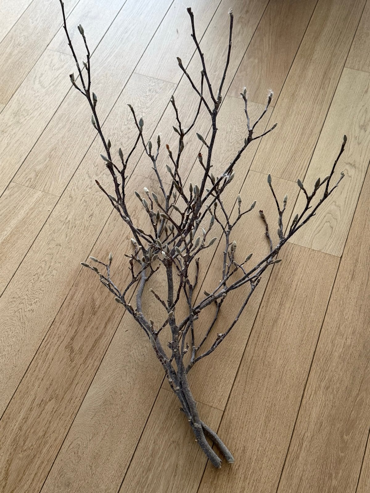 Decoratieve takken met knoppen voor vaas of decoratie, Volle zon, Vaste plant, Lente, Ophalen